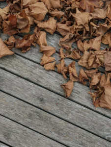 Blog 1 pexels photo 29317817 1920w
